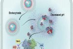 نانوذرات سیستم ایمنی‌بدن را بر علیه تومور سرطانی فعال می‌کنند